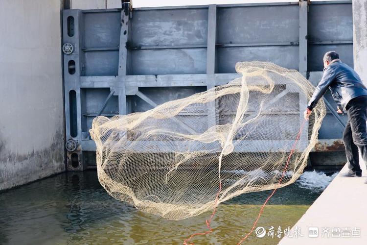 情报站|日照溥疃湿地的撒网捕鱼人,下水收网收获满满