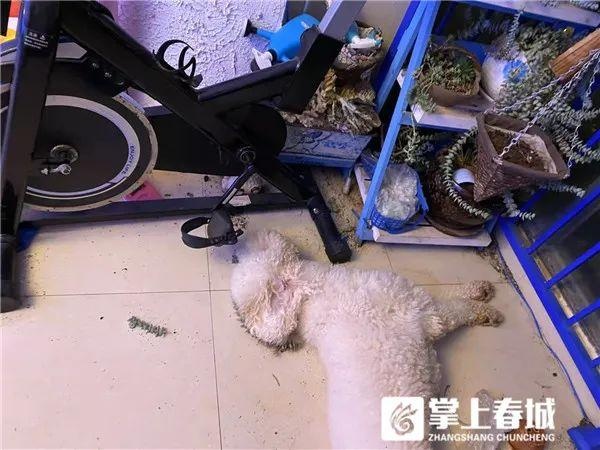 你好毒!毒死20多只宠物狗,嫌疑人被昆明警方刑拘,为同一小区住户休闲区蓝鸢梦想 - Www.slyday.coM 你好毒!毒死20多只宠物狗,嫌疑人被昆明警方刑拘,为同一小区住户休闲区蓝鸢梦想 - Www.slyday.coM