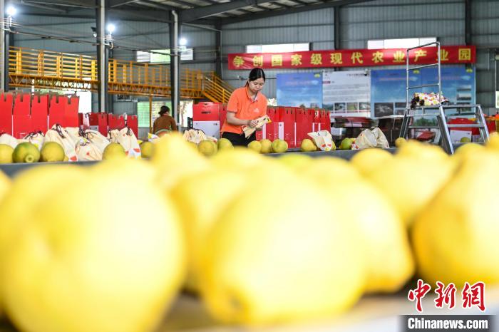     梅县区众信水果专业合作社工作人员整理金柚。　陈骥旻　摄