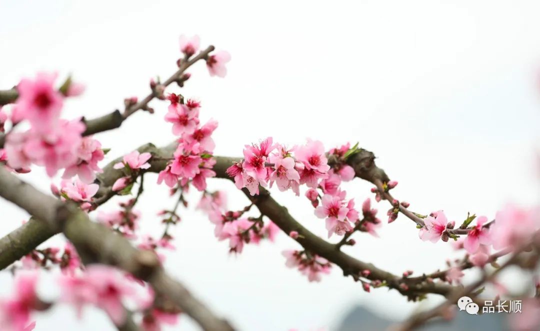 贵州长顺:桃花已盛开,今年流行"云赏花"!