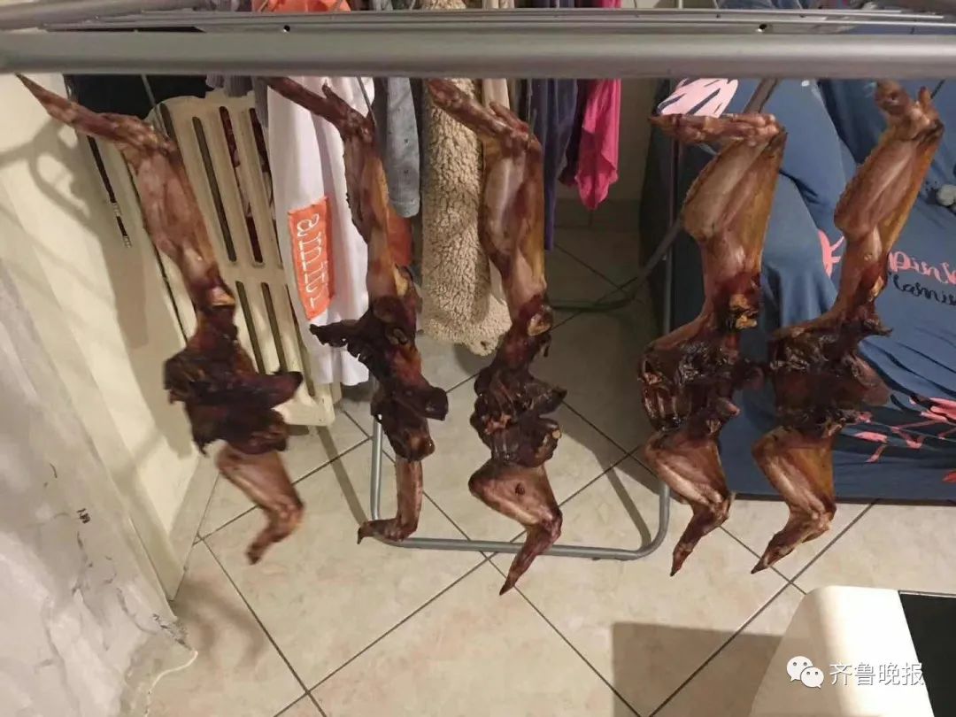 意大利华人在阳台晒腌制鸡翅 被人当成蝙蝠举报
