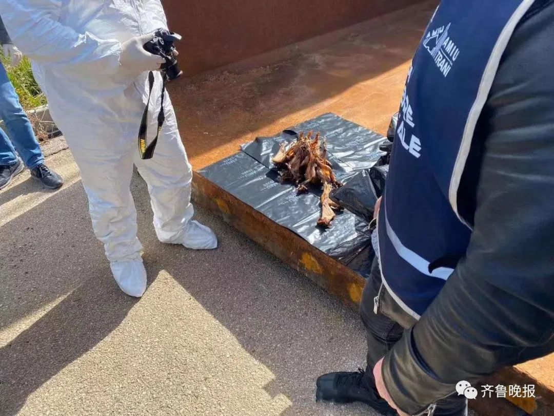 意大利华人在阳台晒腌制鸡翅 被人当成蝙蝠举报