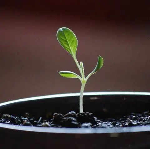 一份长沙采野菜地图送你!荠菜、香椿这些野菜,你都知道怎么吃吗?