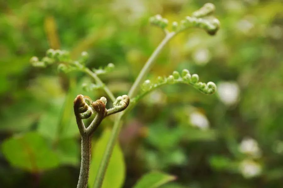 一份长沙采野菜地图送你!荠菜、香椿这些野菜,你都知道怎么吃吗?