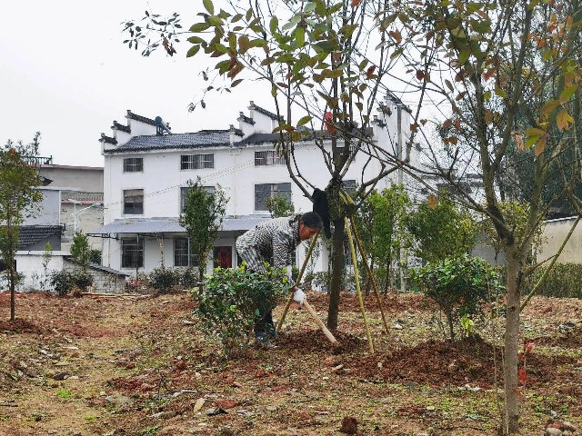 屯溪区:造林绿化不误时