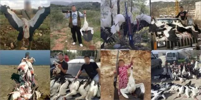 异地17年,每年飞13000公里相见,却在生子后离开!这个“负心汉”看哭了全世界...