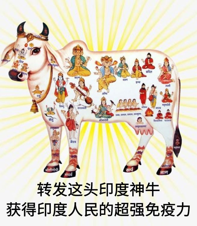 喝牛尿?烧纸人?比英国"群体免疫"更魔幻的是印度超现实主义疗法,这样瞎搞疫情怎么还不爆发?