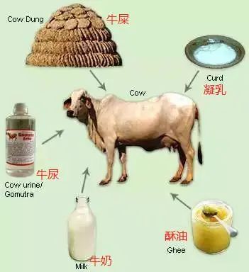 喝牛尿?烧纸人?比英国"群体免疫"更魔幻的是印度超现实主义疗法,这样瞎搞疫情怎么还不爆发?