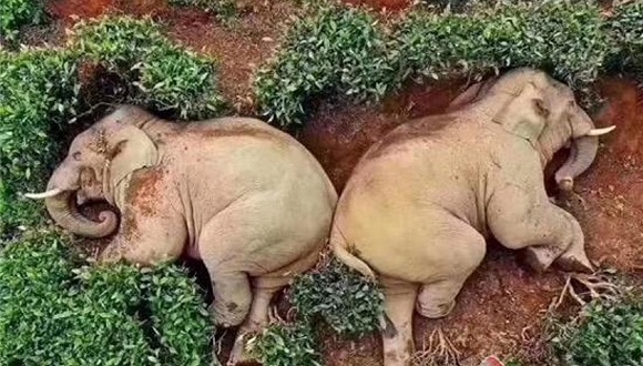 图片来源：微博截图