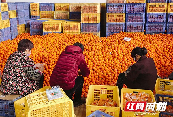 &nbsp;工作人员正在给脐橙装箱。