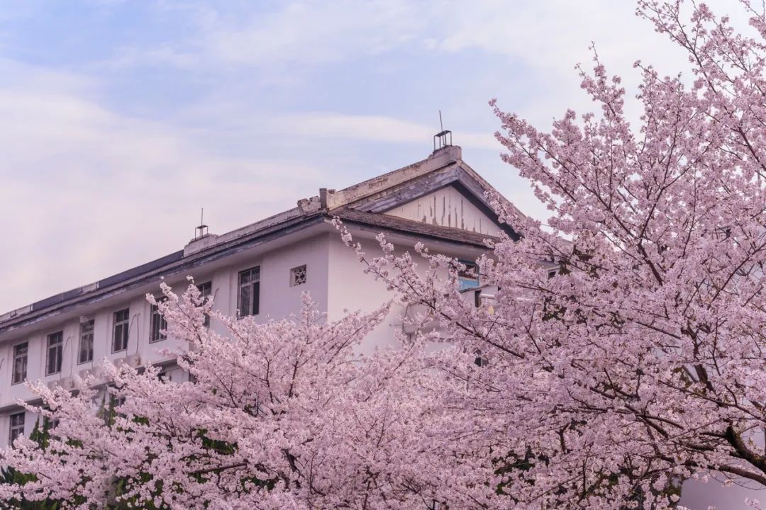 武大的樱花,开了丨武汉来信10
