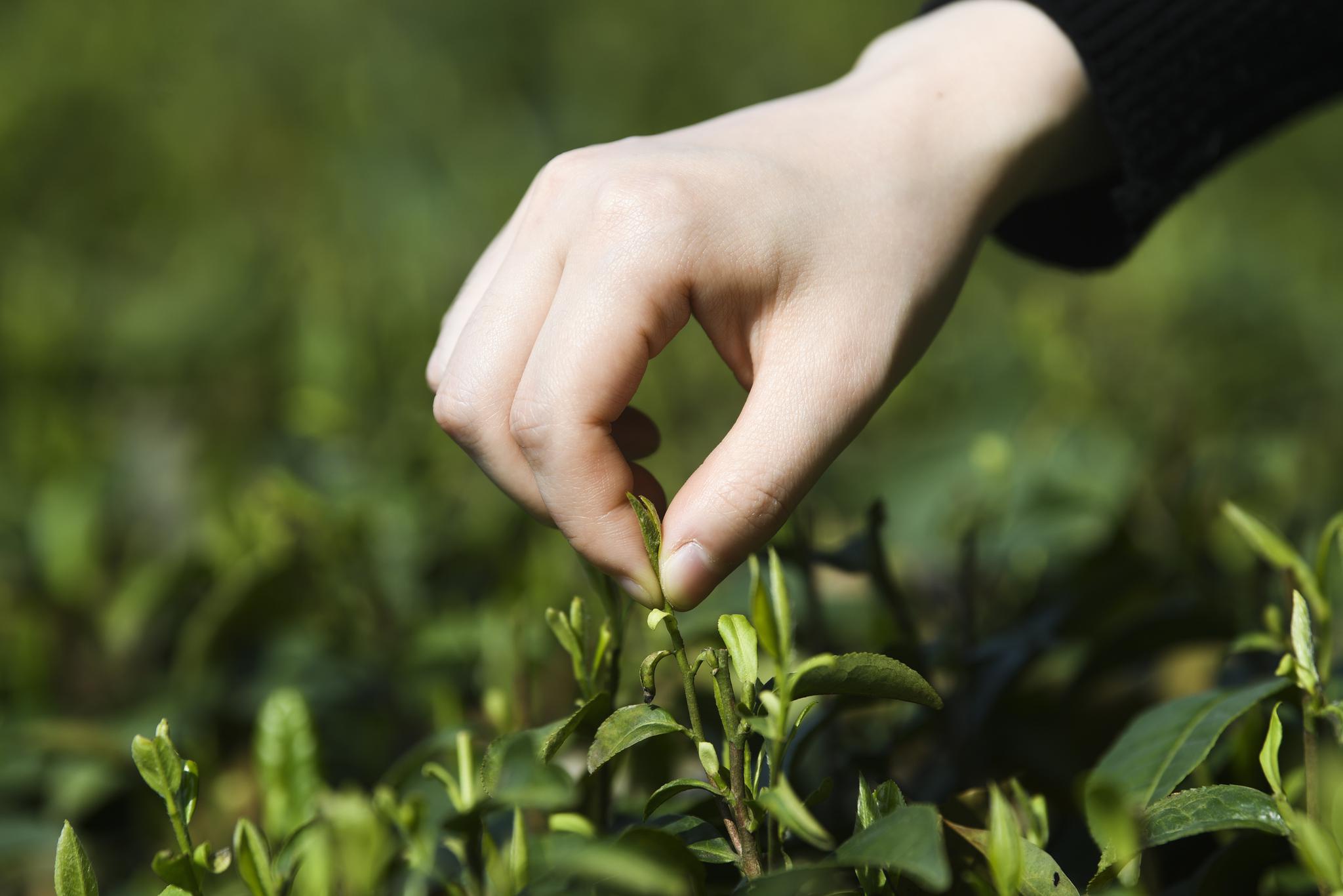 重庆巴南春茶开采