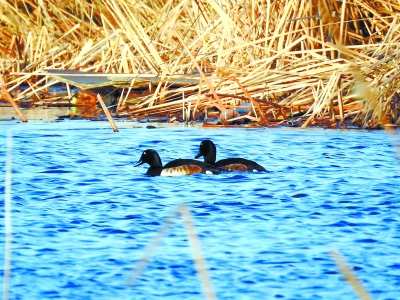 这种＂鸭子＂再现北京 比熊猫还稀有全球仅约