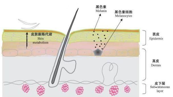 去角质必要吗?关于去角质你必须知道的一切