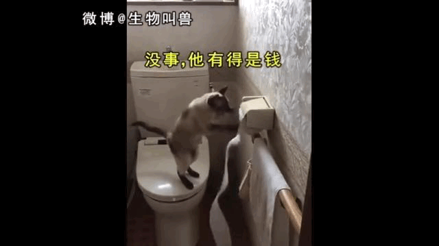 原来朋友圈里的铲屎官都是隐形富豪奇怪的知识增加了