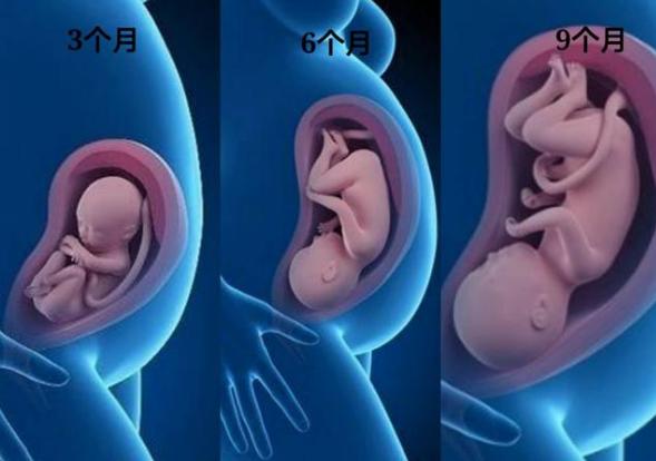 怀孕20-24周胎儿情况,孕妈有3个变化,缺钙和耻骨痛最明显