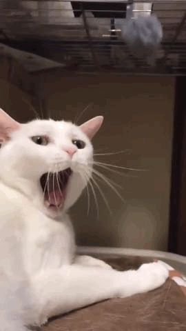 原来朋友圈里的铲屎官都是隐形富豪奇怪的知识增加了