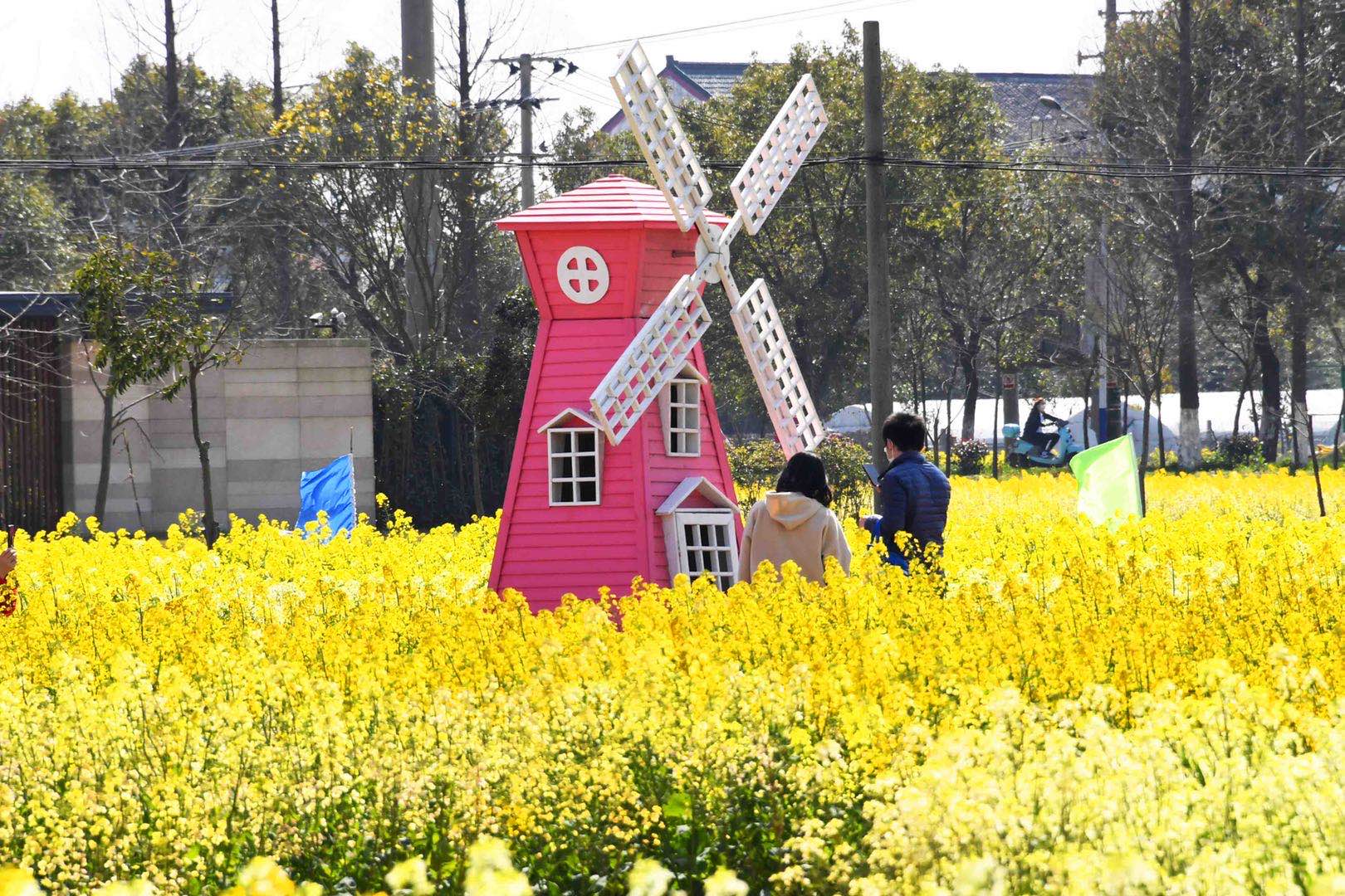 亭林油车村550亩彩色油菜花进入盛花期,美