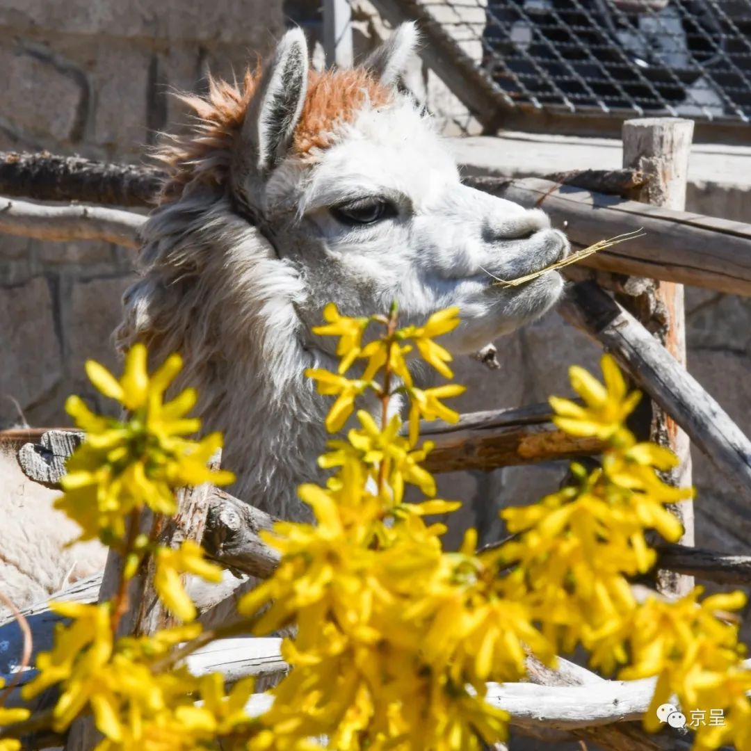 假驼人口罩_驼人三瑞口罩(2)