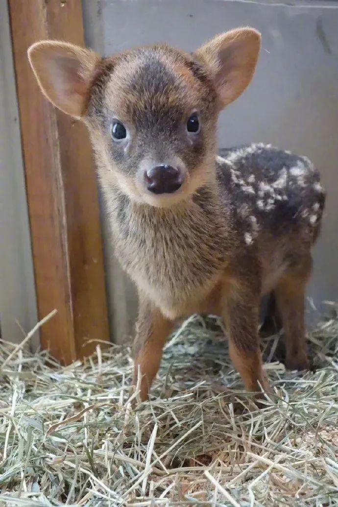 妈妈我要养这个小奶鹿!快到碗里来动物幼崽!