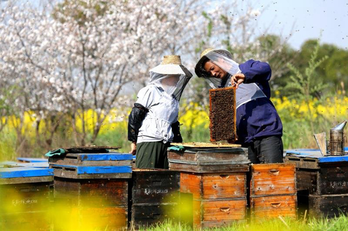 徐治国:一位养蜂人的"甜蜜事业"