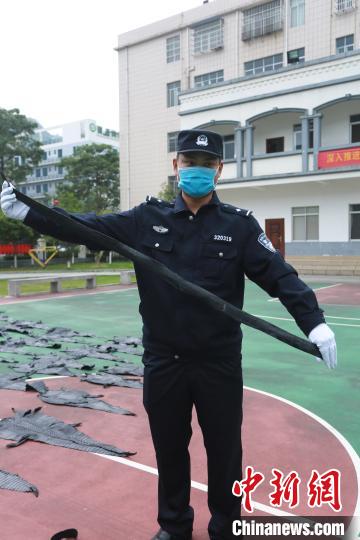 图为民警展示鳄鱼皮带制品。 游辉 摄