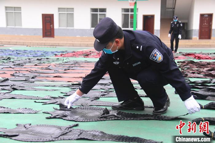 图为民警将鳄鱼皮集中摆放。 游辉 摄