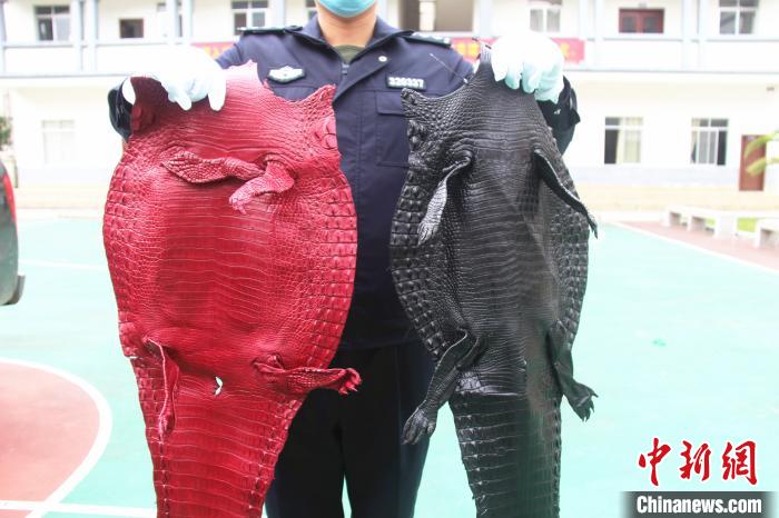 图为查获的被初步加工染色的鳄鱼皮。 游辉 摄