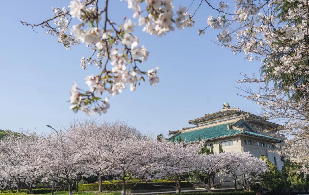 ▲图为3月20日清晨在武汉大学拍摄的樱花。(新华社)