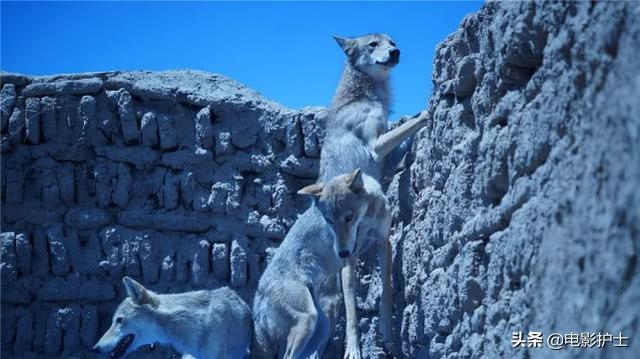 《狼图腾》重映,2015年首轮票房大卖6.9亿,冯绍峰最轰动一次