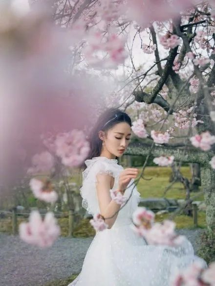 樱花女神大PK!杨幂baby倪妮李沁刘雯谁魅力强?