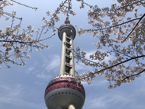 3月25日,东方明珠广场上的樱花已盛开。