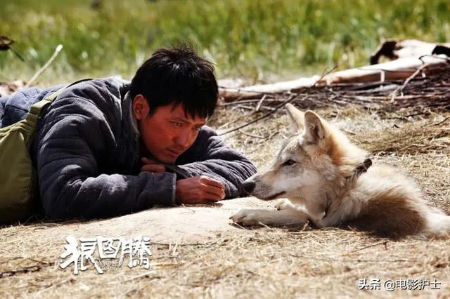 《狼图腾》重映,2015年首轮票房大卖6.9亿,冯绍峰最轰动一次