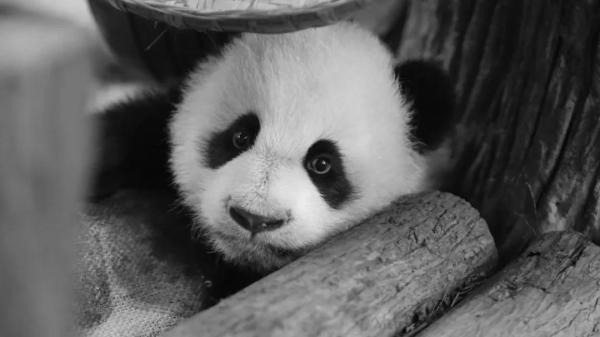 成都基地大熊猫“星晴”去年底因心脏病抢救无