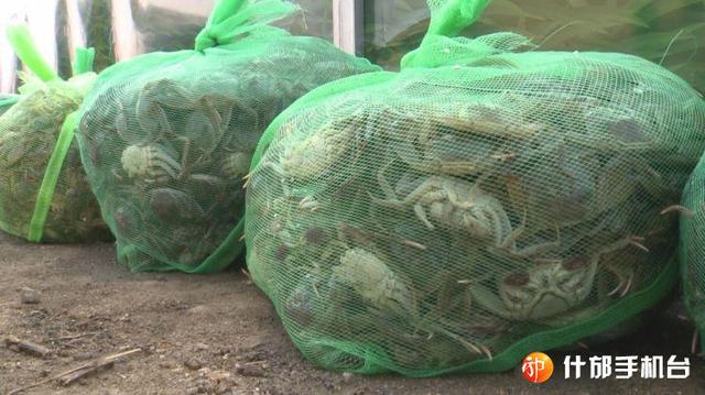 四川什邡市首批大闸蟹苗下塘,有望中秋“爬”上市民餐桌