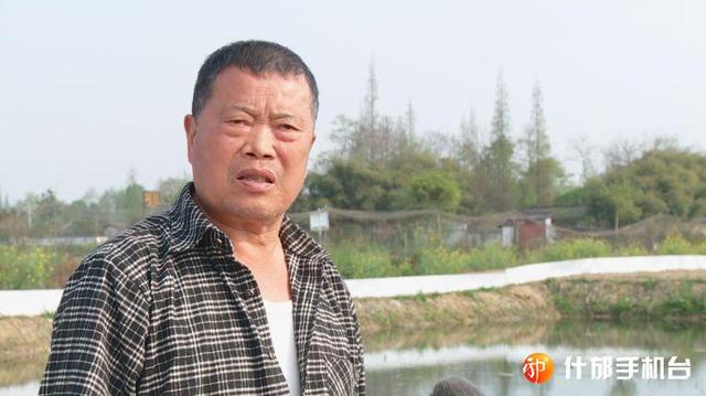 四川什邡市首批大闸蟹苗下塘,有望中秋“爬”上市民餐桌
