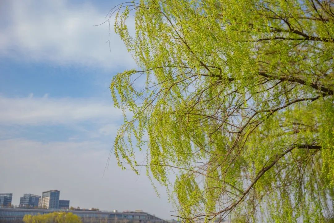 花开成海!春天的绿博园,美到窒息!