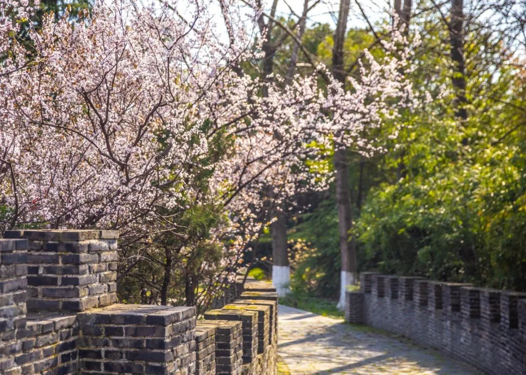 花开成海!春天的绿博园,美到窒息!