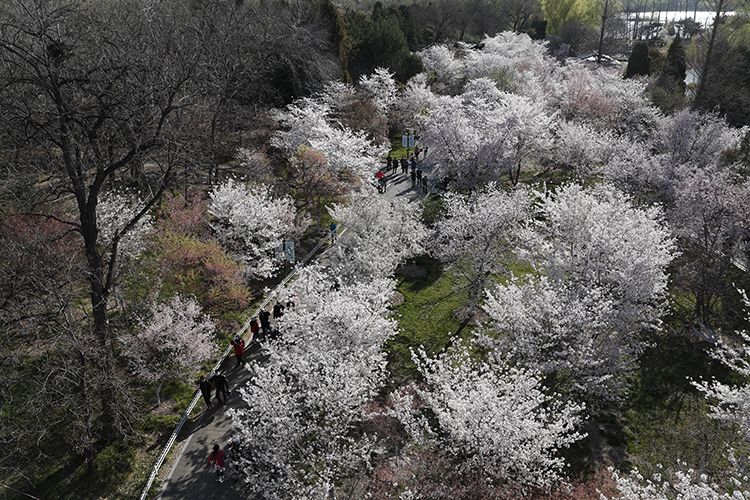 玉渊潭公园樱花园,早樱绽放形成花海。
