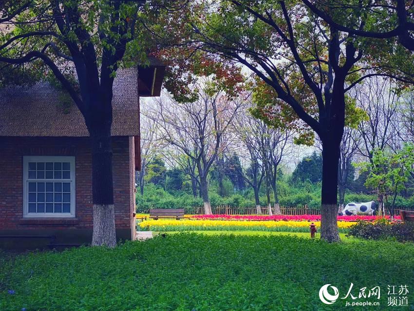 “假装在荷兰” 南京绿博园万株郁金香盛放
