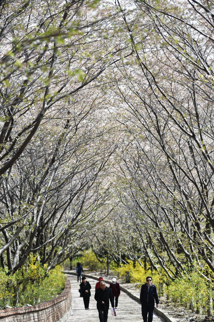 邹平阳春三月春意浓