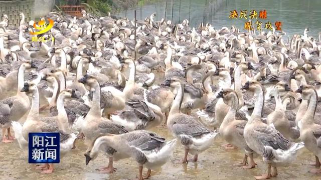 白沙华陈村:狮头鹅养殖助力脱贫