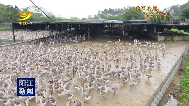 白沙华陈村:狮头鹅养殖助力脱贫