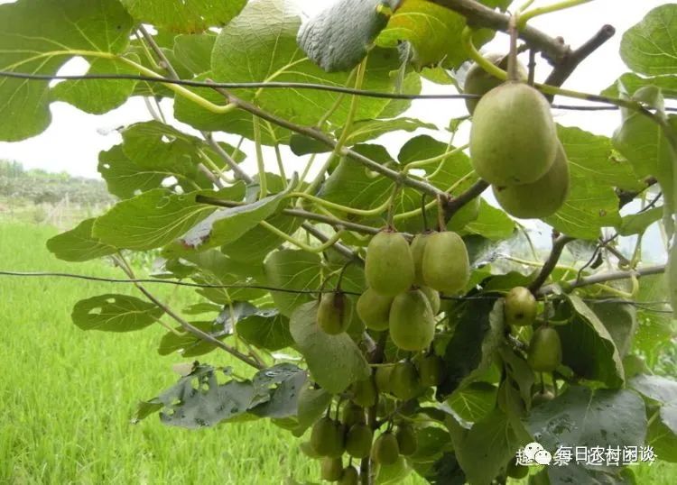 猕猴桃延缓衰老、消除皱纹,农民种植猕猴桃时如何获得高产呢?