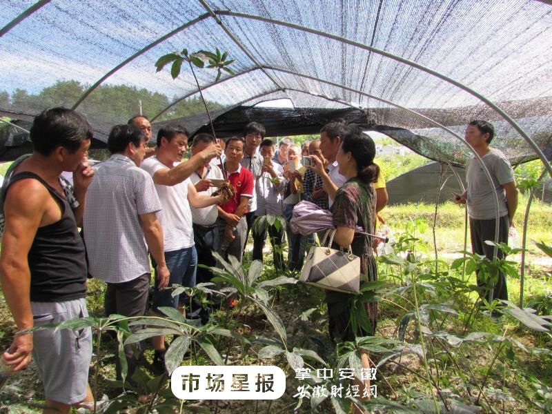 药材种植获全省3个第一旌德县又一名贵药材之乡诞生