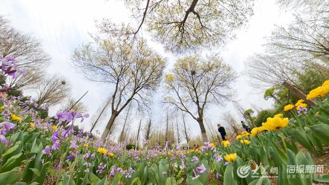云赏花丨济南国际鲜花港繁花似锦 仿佛拥有了整个春天