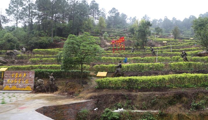 奋进江门致富看得见古劳茶山开启鹤山新模式