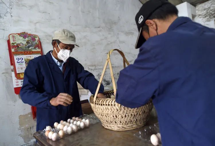 强制蛋鸡换羽毛,不给饲料只喂水:疫后养殖业回暖难在哪?|电讯特稿