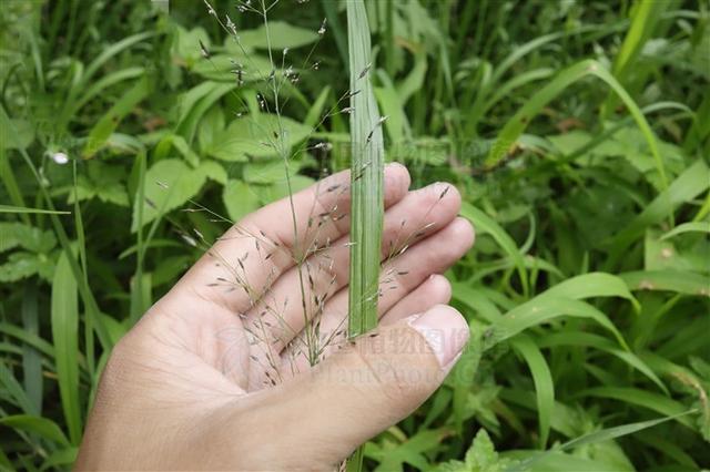 黑穗画眉草,见过吗?清热,止咳,止痛。主百日咳、头痛、腹痛