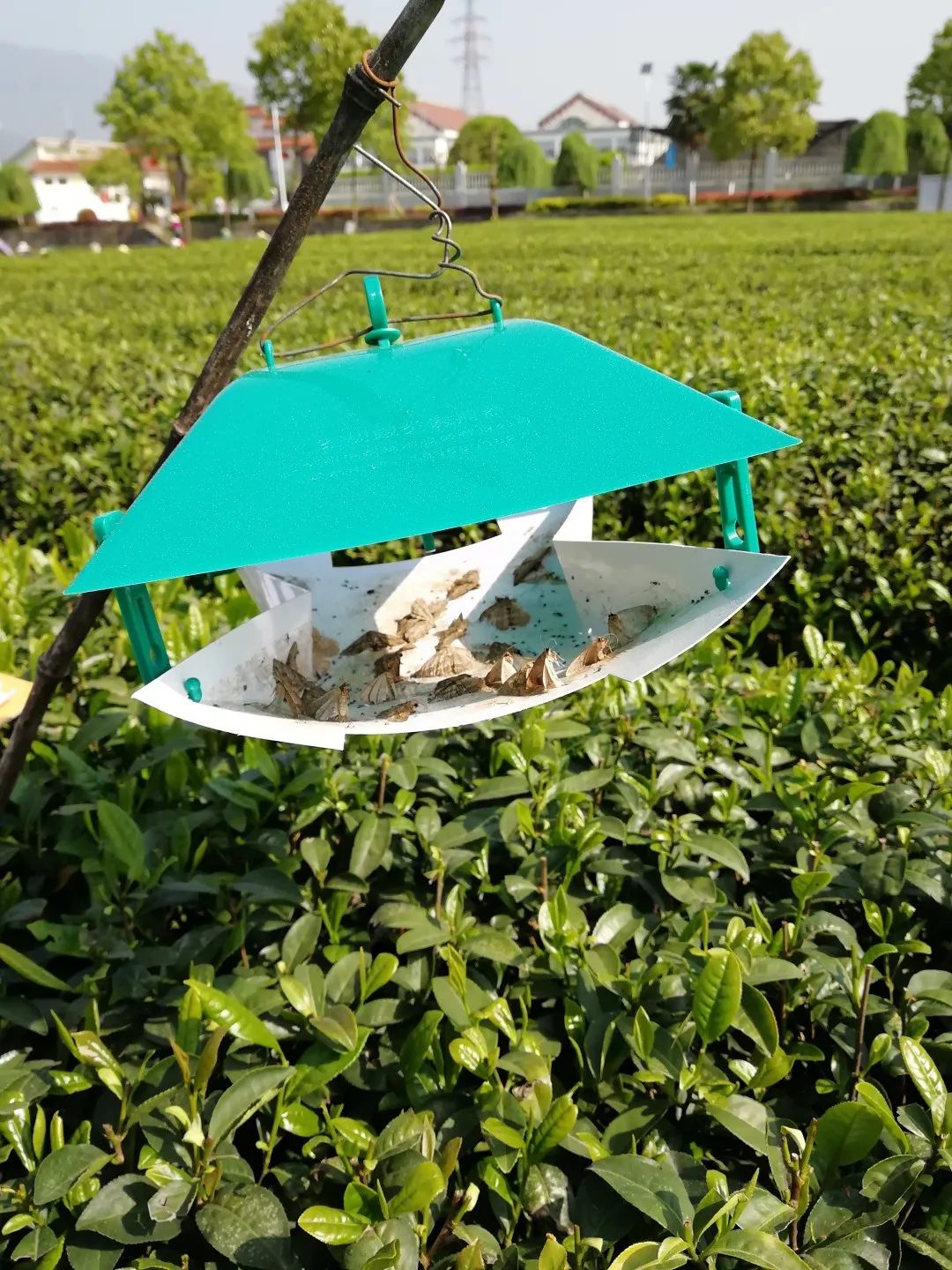 三农服务热线 | 茶树病虫害绿色防控技术要点